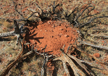 LandArt Australia 2014