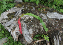 LandArt Österreich